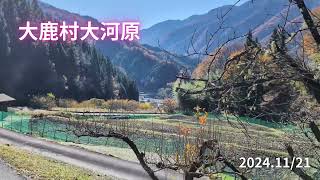 長野県大鹿村「桜が咲いたよ」(2024.11/21)