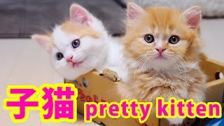 マンチカンの子猫の兄妹が可愛い~  munchkin pretty kittens ~