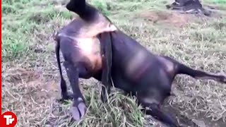 This Bull Never Expected to Die in This Horrible Way