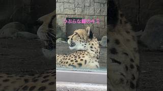 つぶらな瞳のキミ【猫のような猛獣チーター第130章】#ブランカ#コハク#多摩動物公園#チーター #zoo  #shorts