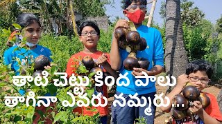 None believes 🍼milk under palm 🌴tree | తాటి చెట్టు కింద పాలు తాగినా ఎవరు నమ్మరు...