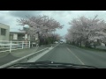 平成28年4月3日 通勤路の桜並木