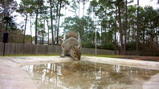 Let's try the HiBird camera on the birdbath!