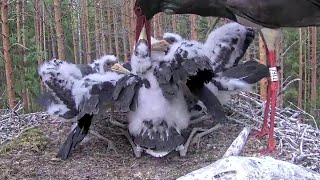 Must-toonekurg~Great feeding by Karl! Now all are stuffed~4:56 p.m. 2022/07/03