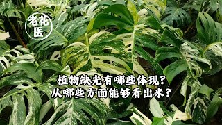 植物缺光有哪些体现？从哪些方面能够看出来？/What are the manifestations of the lack of light in plants?