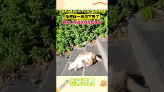 博主爬山遇到一只下山方式独特的猫猫 像液体一样流下去了 网友：难道这就是蛄蛹者 #宠乐园 #轻松一刻 #动物