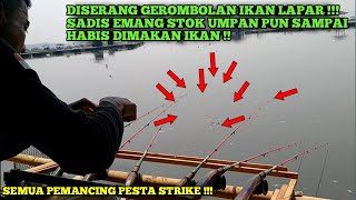 Sadis emang di serang gerombolan ikan nila lapar ! Umpan pun sampai terkuras habis !! Mancing cirata