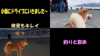 【小樽にドライブと釣り】柴犬こてつ君・つくしちゃんも一緒に！