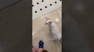 要不是狗子告状，我还没发现猫在翻垃圾桶偷吃！ #shorts #猫咪