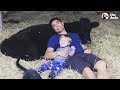 Rescued Calf And Little Boy Grow Up Together | The Dodo