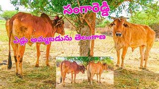 00000 00009 ఎడ్లు అమ్మబడును తెలంగాణ సంగారెడ్డి 🐂 bulls for sale telangana sangareddy