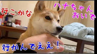 お姉ちゃんに呼ばれるがパパに行くなと言われて葛藤する柴犬ハナ -- Shiba likes dad or girl?.--