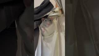 カーテンにぶら下がるファンシーラット #エキゾチックアニマル #ファンシーラット #animals #fancyrat #fancyrats #rat #ペット #ペット動画 #可愛い