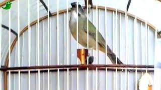 Canto De Trinca Ferro Eu Sou Terrível Playtube Pk Ultimate Video Sharing Website