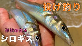 【キス釣り】もう夏も終わるのでキスを釣って天ぷらにして食う