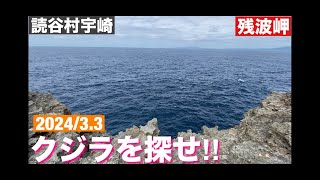 クジラを探せ!! in 残波岬　2024/3