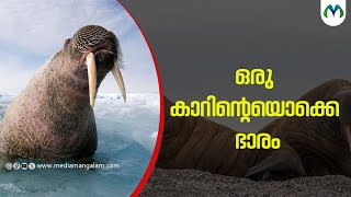 കൊമ്പുകൾ ആനയെപ്പോലെ | Animal  | Walrus