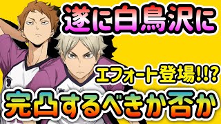 【ハイドリ】遂に白鳥沢のエフォートが来た!!?この2人は完凸するべきなのか!!?忖度無しで自論を話します【ハイキュー】