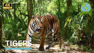 Tigers in the wild 4k | Tigers 101 | Ode 2 Earth