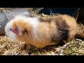 Guinea pig talk 38 Babies, oldies and herbs