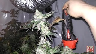 BC stealth grow ep2 for the OG kush fans!!!