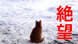 雪に絶望した猫