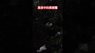 ｜黑夜中的黃頭鷺 #shorts |