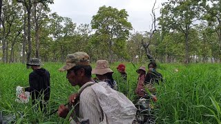 ប្រជាពលរដ្ឋបេះផ្សិតប៉ក់ក្នុងព្រៃសង្ឃរុក្ខវ័ន (ភាគ5/10)