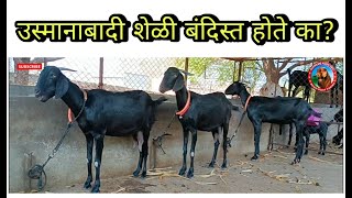 बंदिस्त उस्मानाबादी शेळीपालन | Beetal Cross Usmanabadi Goat Farm | उस्मानाबादी बकरीपालन