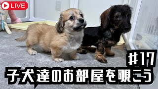 【犬７頭と暮らすおっさん】「子犬部屋垂れ流し配信17」新入りミックス君とワイヤーダックス、ブラックイエロー兄妹【miniature dachshund】