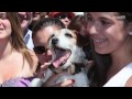 uggie the dog star of