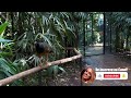 parque das aves em foz do iguaÇu • tudo o que vocÊ precisa saber