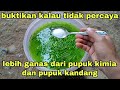 saya terkejut melihat hasilnya pupuk ini lebih ganas dari pupuk kimia dan pupuk kandang