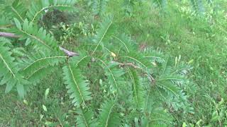 Gleditsia triacanthos var. Sunburst (dřezovec trojtrnný)