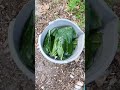 How To Make Comfrey Tea •  DIY PLANT FERTILISER #kitchengarden #growyourownfood #gardening #plants