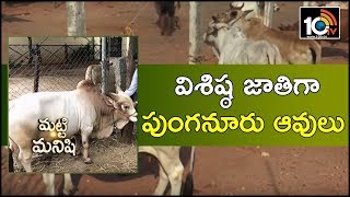 విశిష్ఠ జాతిగా పుంగనూరు ఆవులు | Specialities Of Punganur Cow Breed | Matti Manishi | 10TV News