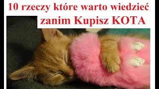 10 rzeczy które WARTO wiedzieć zanim Kupisz KOTA