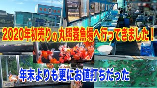 【金魚】弥富の丸照養魚場さんの初売りセールへ行ってきました。年末セールよりもさらにお値打ちになってました。