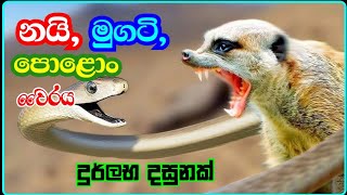 නයා ගෙයි,මුගටියාගෙයි,පොළගගෙයි වෛරය | mongoose vs cobra | mongoose vs viper