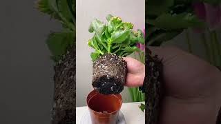 Pruning Kalanchoe flower and add fertilizer #shorts