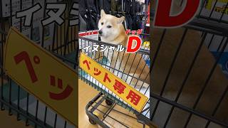 イニシャルＤ気分でレジを急ぐ柴犬