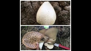 Трутовик чешуйчатый и Вольвариелла шелковистая/Polyporus squamosus vs Volvariella bombycina