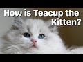 Ragdoll Kittens 12 Weeks Old | So Cute!