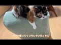 座椅子の使い方がかわいい猫〈マンチカンもも〉