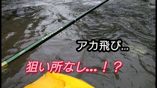 【鮎釣り】【友釣り】初秋の鮎釣り。アカ飛び小河川でツ抜けを目指す。