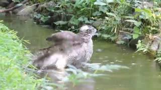 Hawk having  Bathing オオタカの水浴び