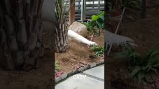 Rare White Peacock Spreading Elegance and Beauty Everywhere #shorts #birds