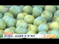 中国三农报道 瓜果情报站 四川宣汉：炎炎夏季 与“李”有约 农业致富经 agriculture and farming