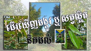 ដើរឃើញដង្កូវ ឬ សត្វល្អិត កុំភ្លេច #សមត្ថភាពអស្ចារ្យ #ដង្កូវឆ្គួត