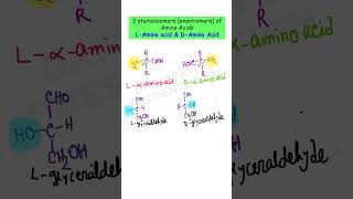 Stereoisomers / Enantiomers of Amino Acids | L- \u0026 D-Amino Acids #biomolecules #protein #neet